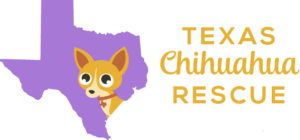 chihuahua rescues