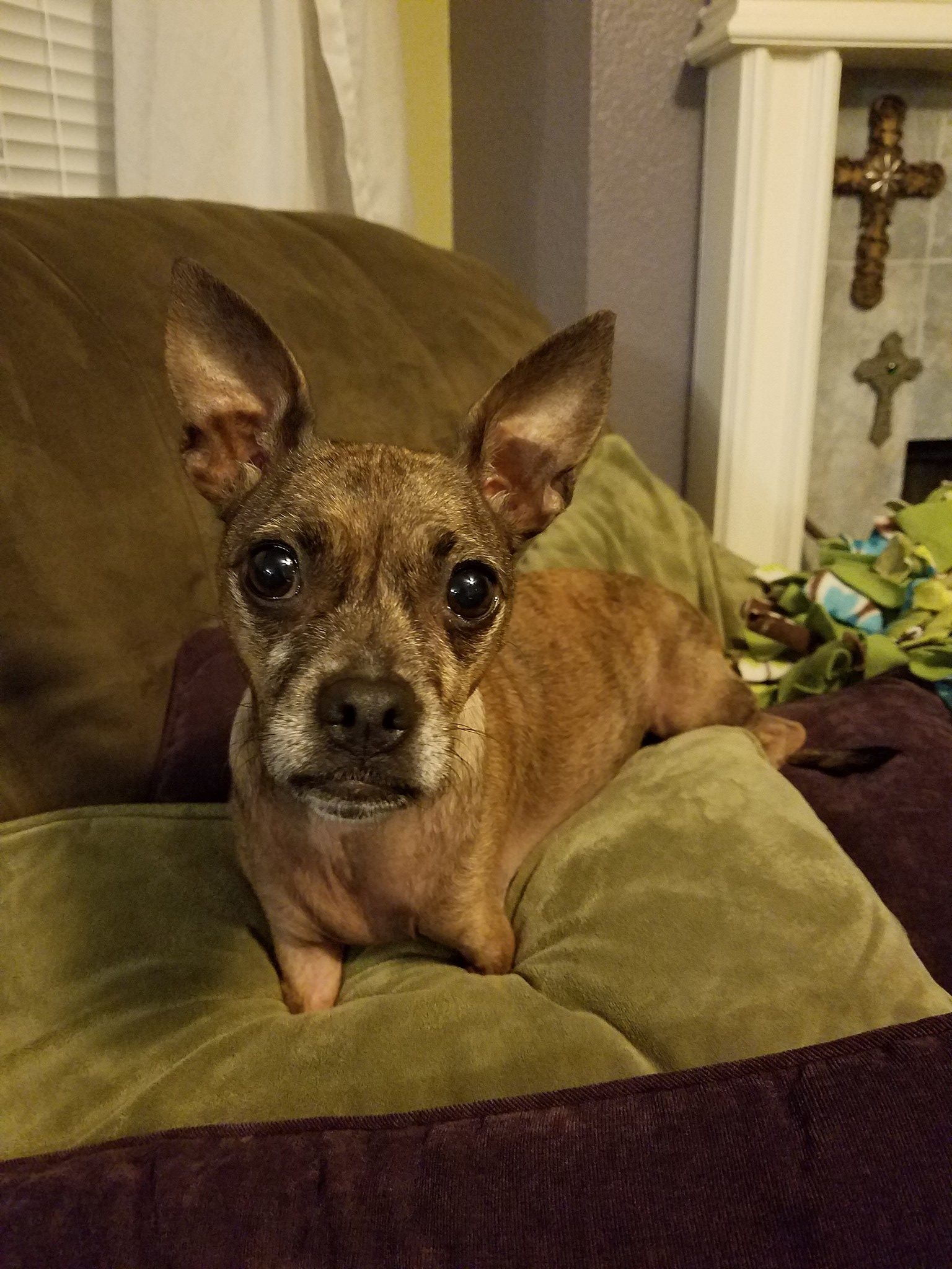 Aditi Texas Chihuahua Rescue