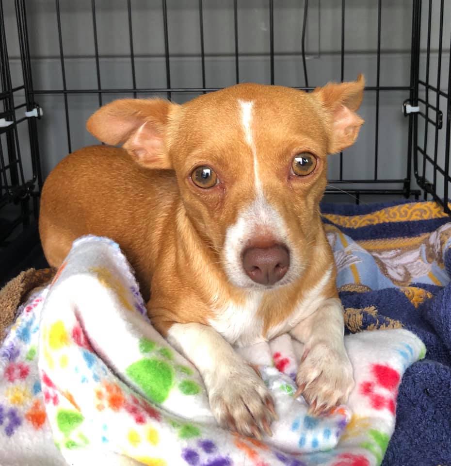 Mimi Texas Chihuahua Rescue