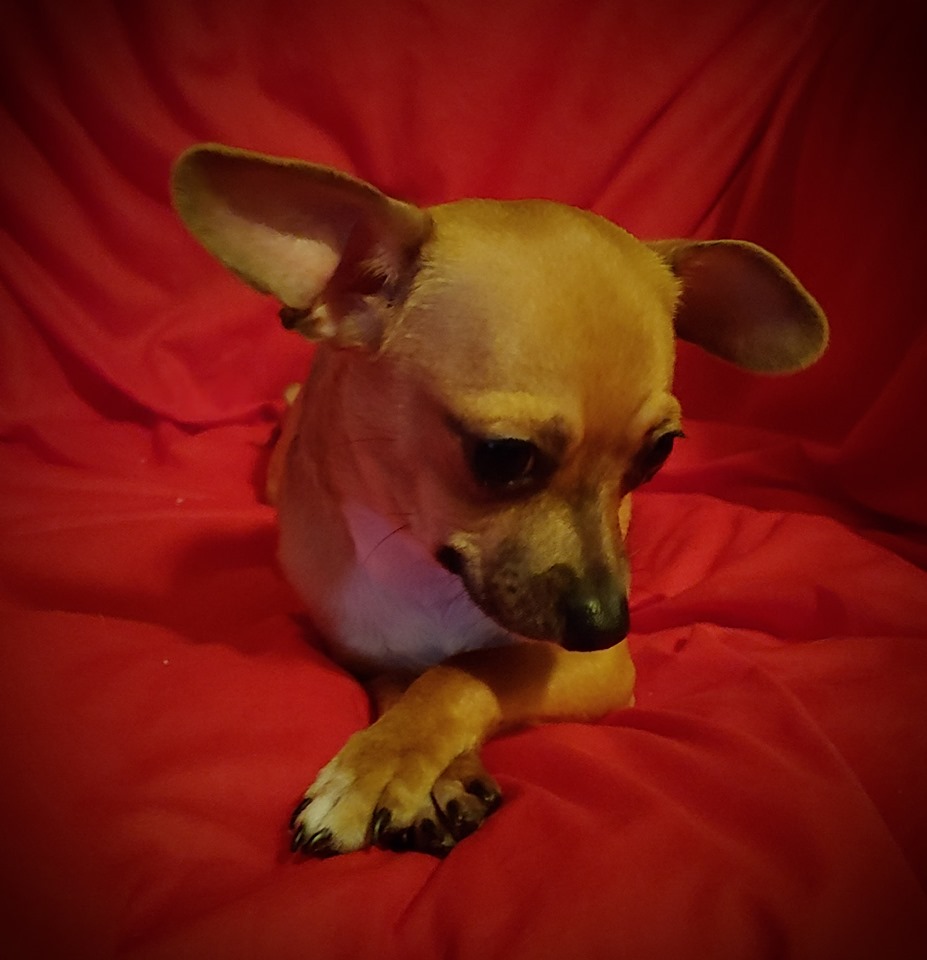 Sully Texas Chihuahua Rescue