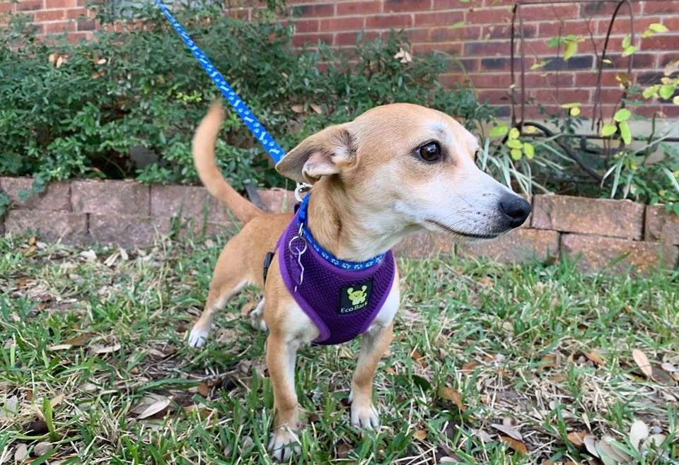 Milo Texas Chihuahua Rescue