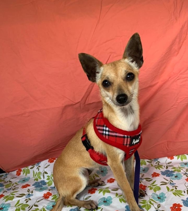 Bonnie Texas Chihuahua Rescue